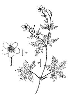 Image of Richardson's geranium