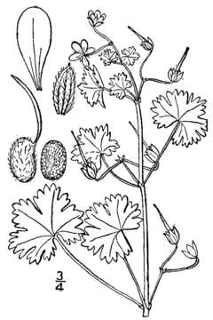 Image of Round-leaved Crane's-bill