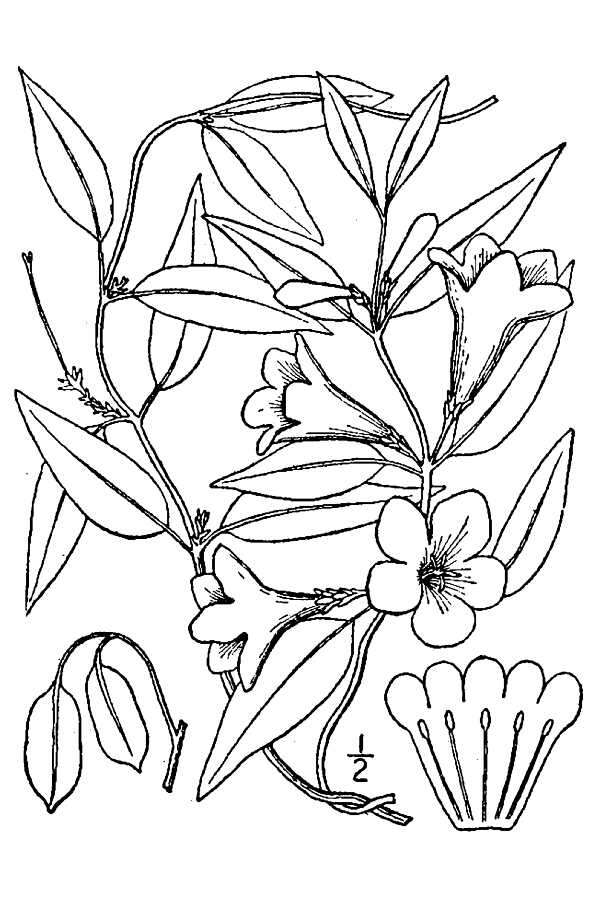 Plancia ëd Gelsemium sempervirens (L.) J. St.-Hil.