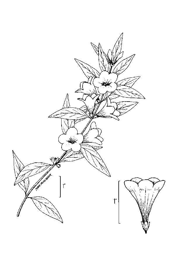 Image of evening trumpetflower