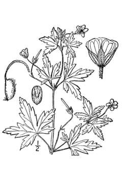 Image of Siberian geranium