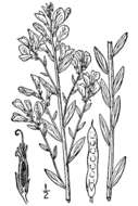 Imagem de Genista tinctoria L.