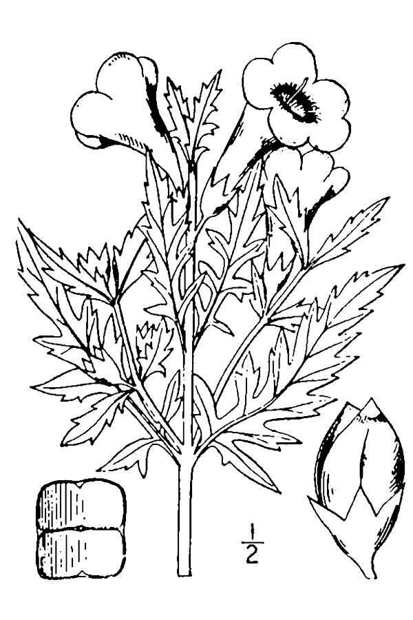 Image of downy yellow false foxglove