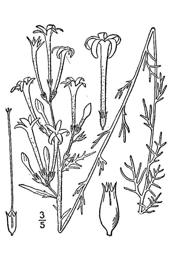 Image of scarlet gilia