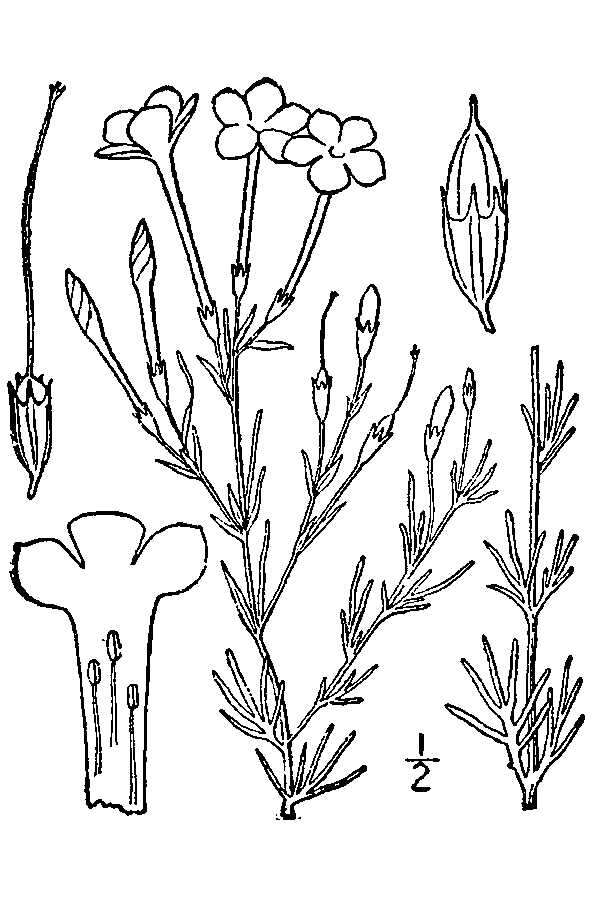 Image of flaxflowered ipomopsis