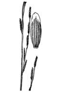 Image of Northern manna grass