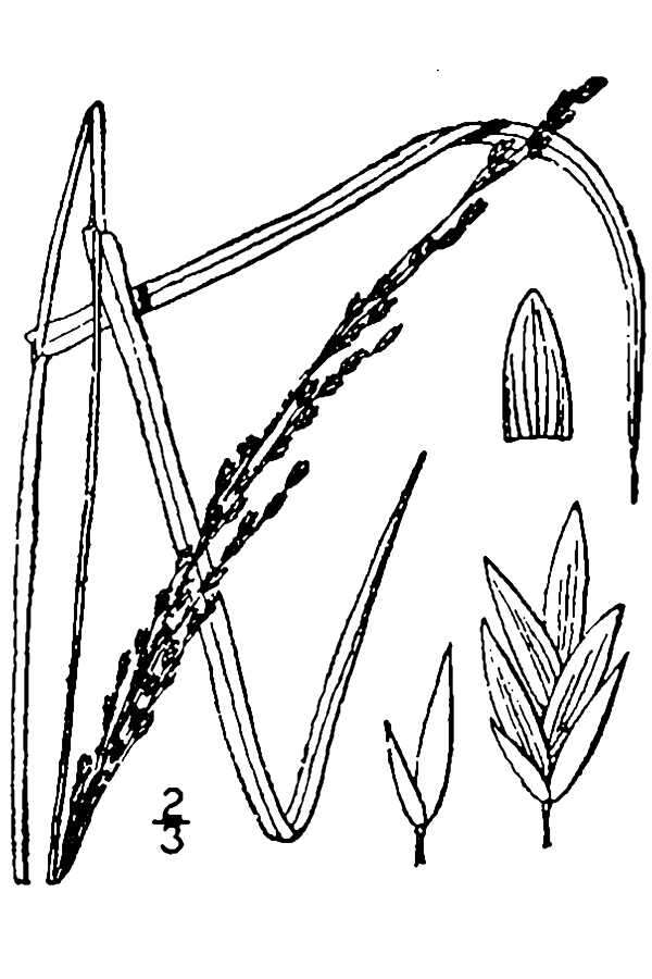 Glyceria melicaria (Michx.) F. T. Hubb. resmi