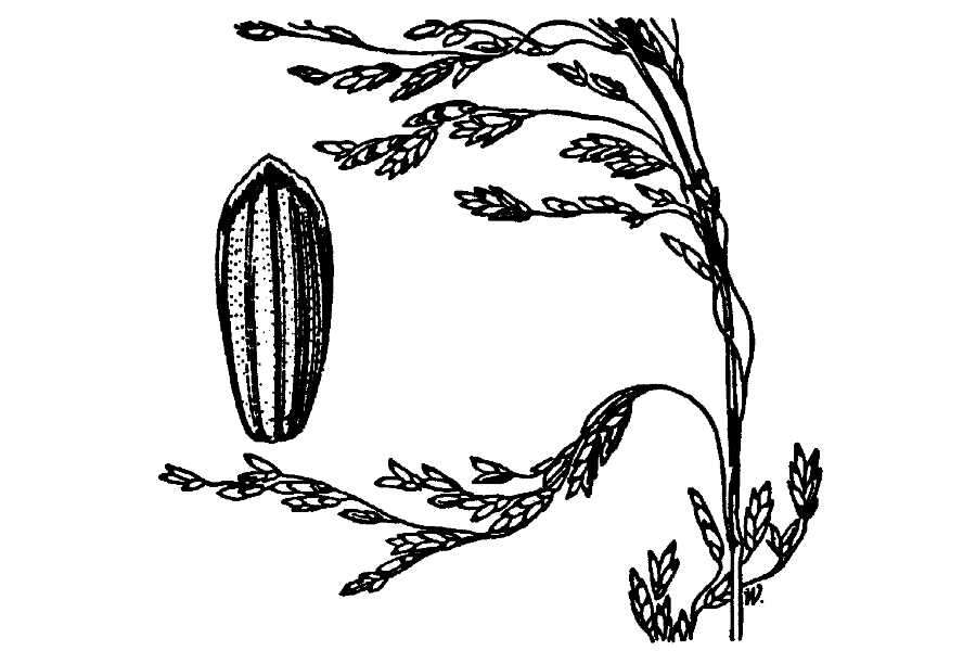 Imagem de Torreyochloa pallida var. pauciflora (J. Presl) J. I. Davis