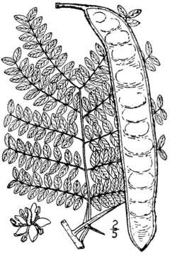 Image of Honey Locust