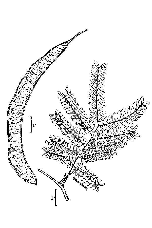 Plancia ëd Gleditsia triacanthos L.