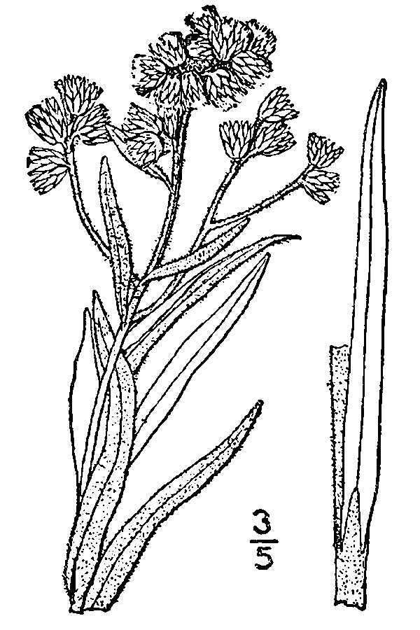 Слика од Pseudognaphalium macounii (Greene) Kartesz