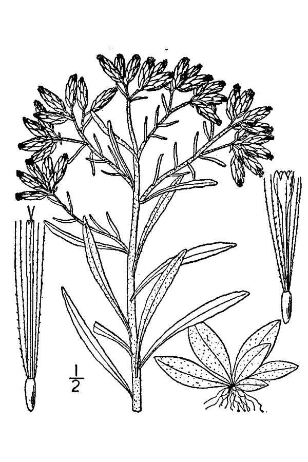 Imagem de Pseudognaphalium obtusifolium subsp. obtusifolium
