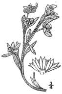 Image of western marsh cudweed