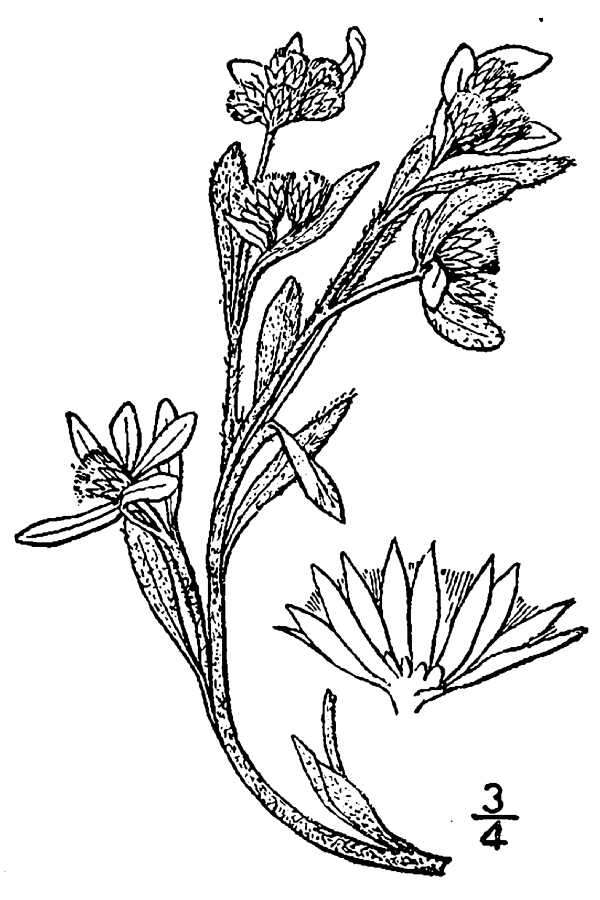 Image of western marsh cudweed