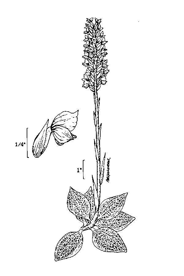 Image of downy rattlesnake plantain