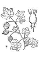 Image of eastern prickly gooseberry