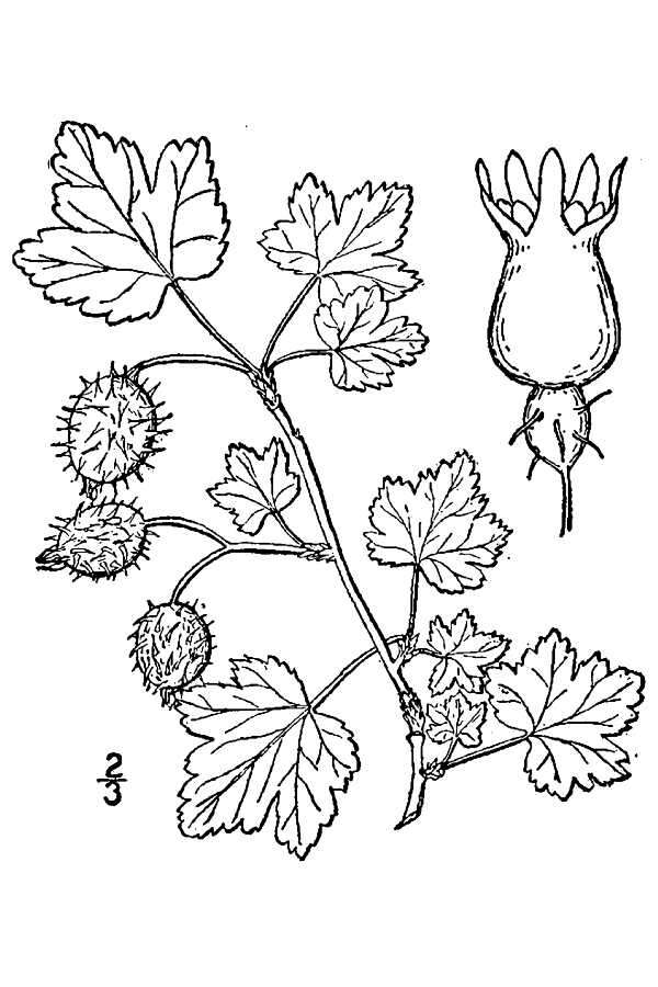 Image of eastern prickly gooseberry