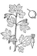 Image of hairystem gooseberry