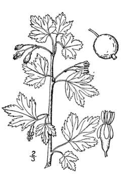 Image of hairystem gooseberry