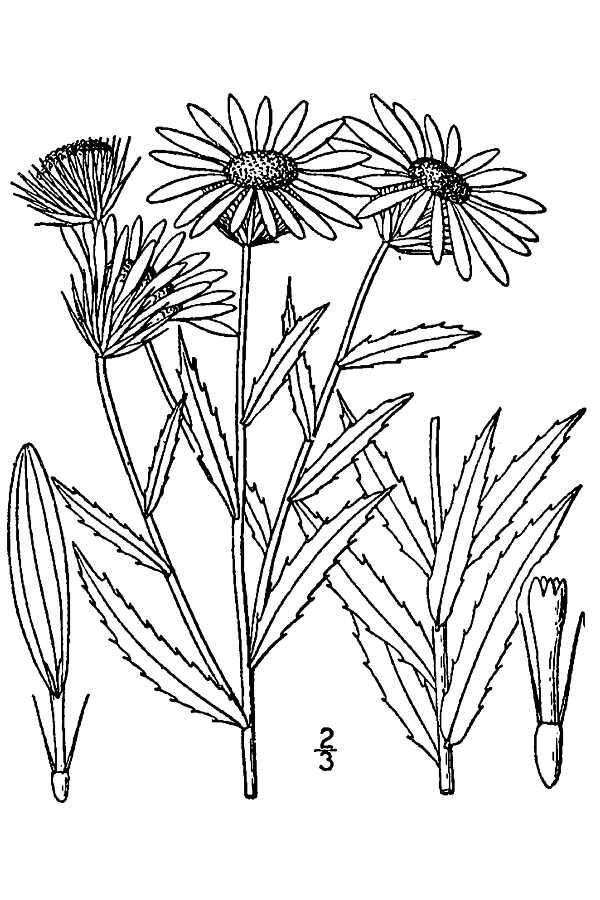 Image of narrowleaf gumweed