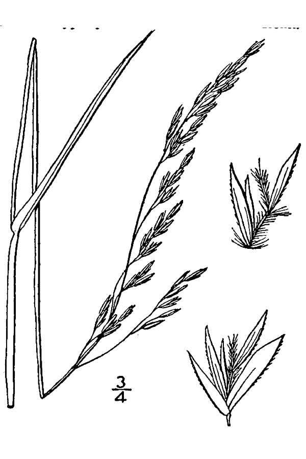 Image de Graphephorum melicoides (Michx.) Desv.