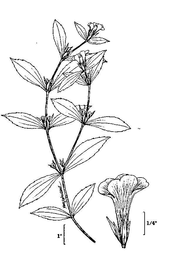Image of clammy hedgehyssop