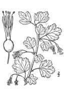 Image de Ribes rotundifolium Michx.