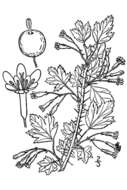 Image of inland gooseberry