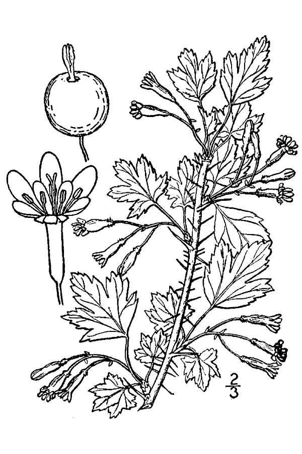Image of inland gooseberry
