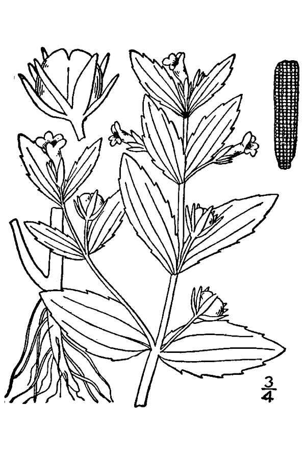 Image de Gratiola virginiana L. var. virginiana