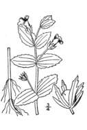 Image of Short's Hedge-Hyssop