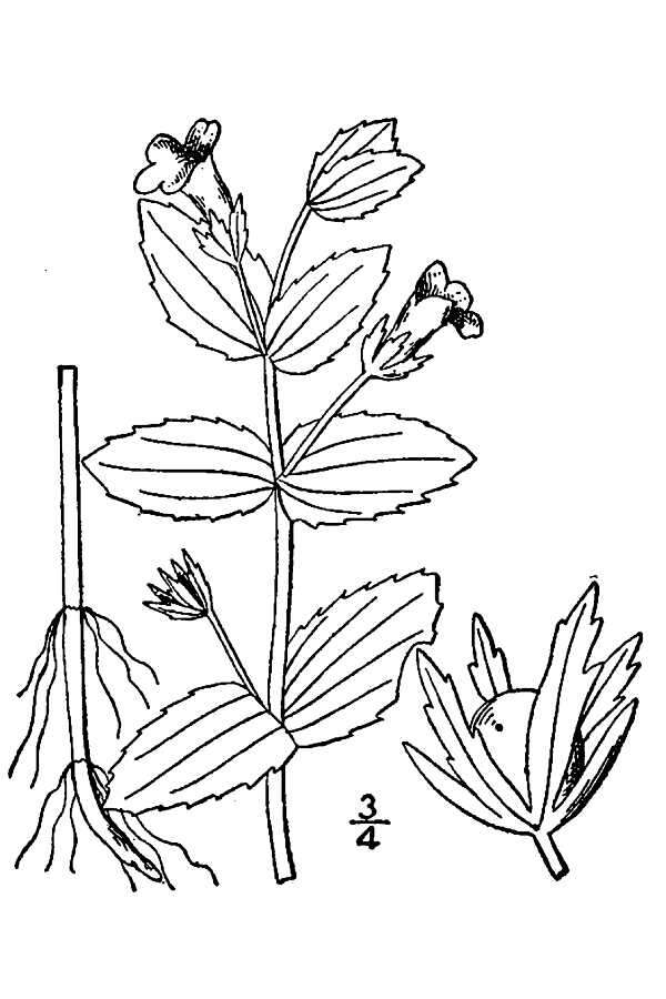 Plancia ëd Gratiola viscidula Pennell