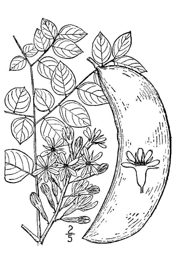 Imagem de Gymnocladus dioica (L.) K. Koch