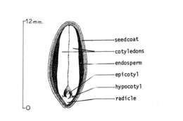 Plancia ëd Gymnocladus