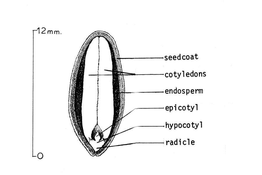 Plancia ëd Gymnocladus