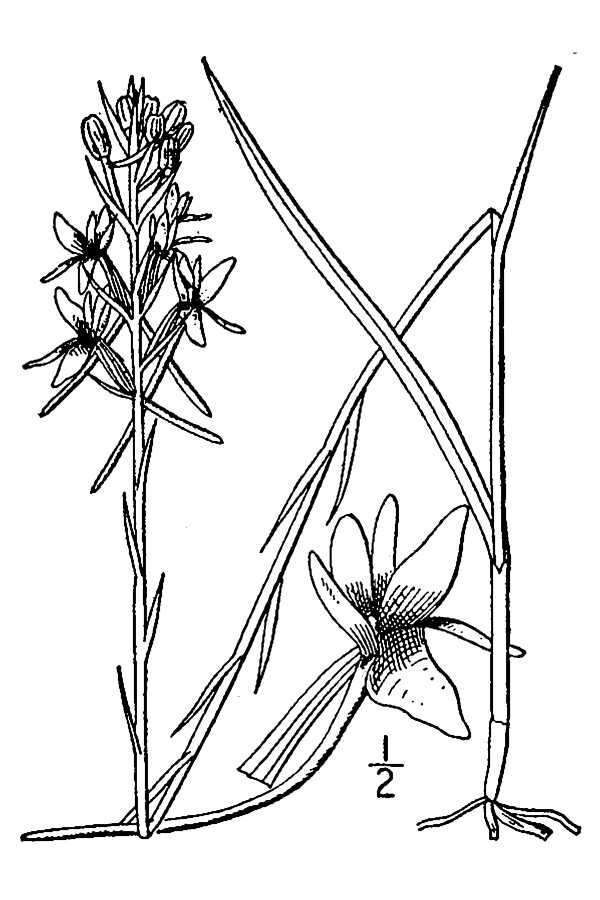 Image de Platanthera nivea (Nutt.) Luer