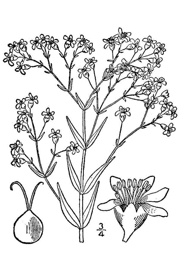 Image de Gypsophila paniculata L.