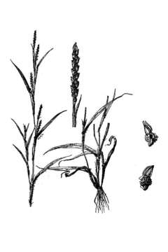 Image of pitscale grass