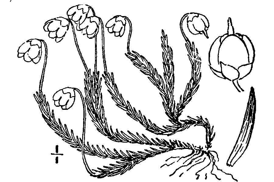 Imagem de Harrimanella hypnoides (L.) Coville