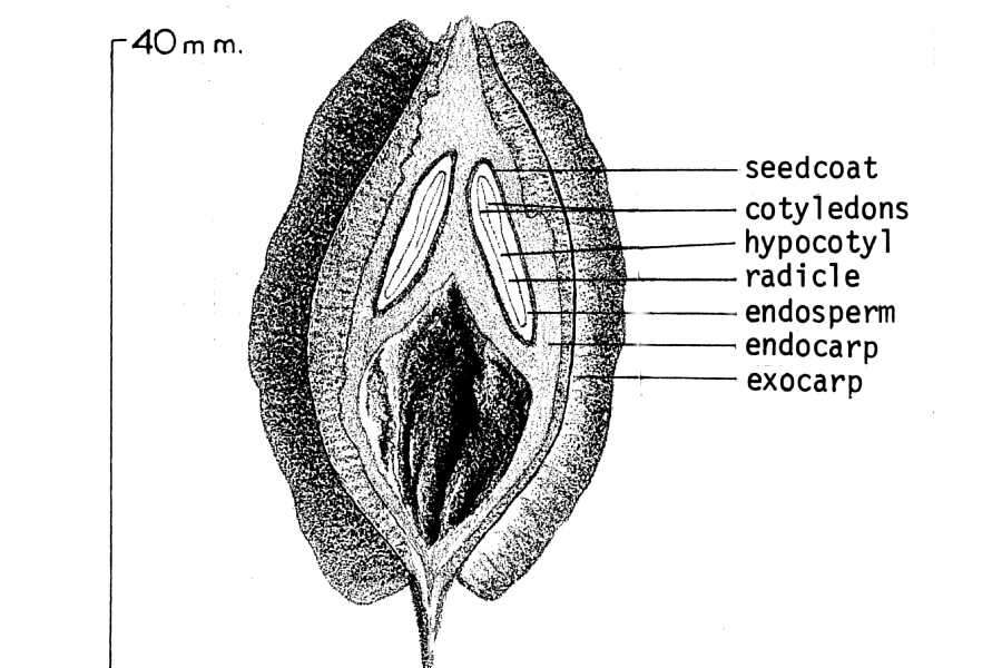 Image de Halesia