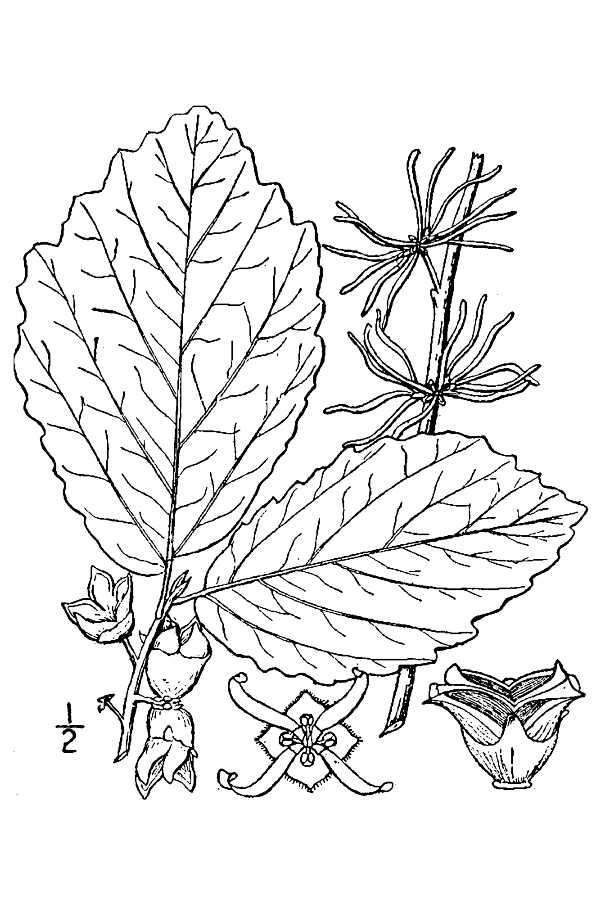 Hamamelis virginiana L. resmi