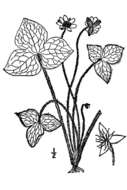 Image of sharplobe hepatica