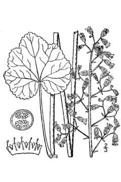 Image of American alumroot