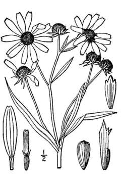 Imagem de Helianthus angustifolius L.