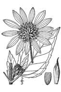 Image of common sunflower