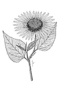 Image de tournesol