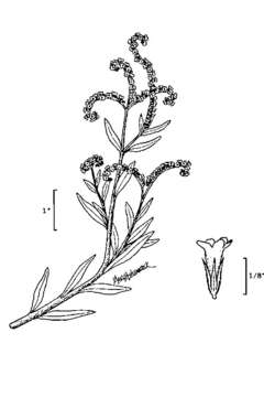 Image of salt heliotrope