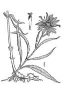 Image of Maximilian sunflower