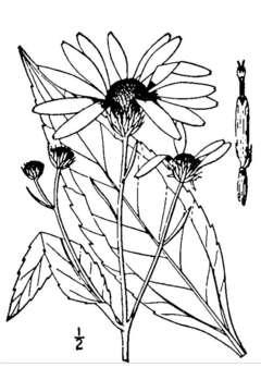 Sivun Helianthus doronicoides (Lam.) R. C. Jackson kuva