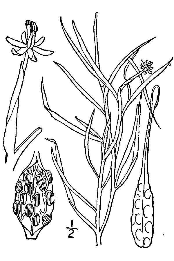 Image of grassleaf mudplantain